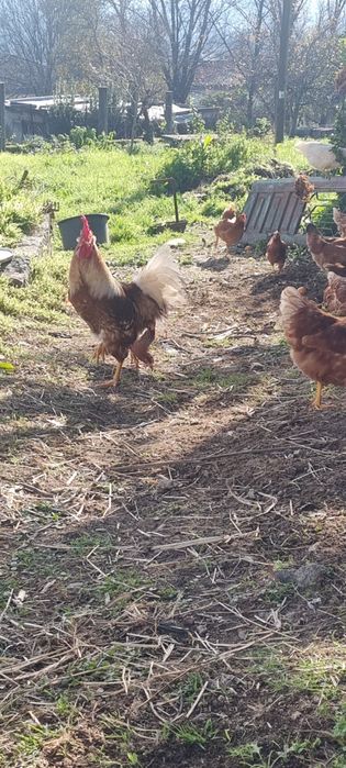 galos caseiros criador ao ar livre