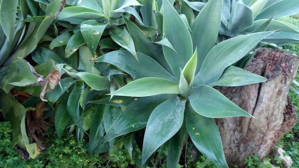 Planta Tromba-de-elefante