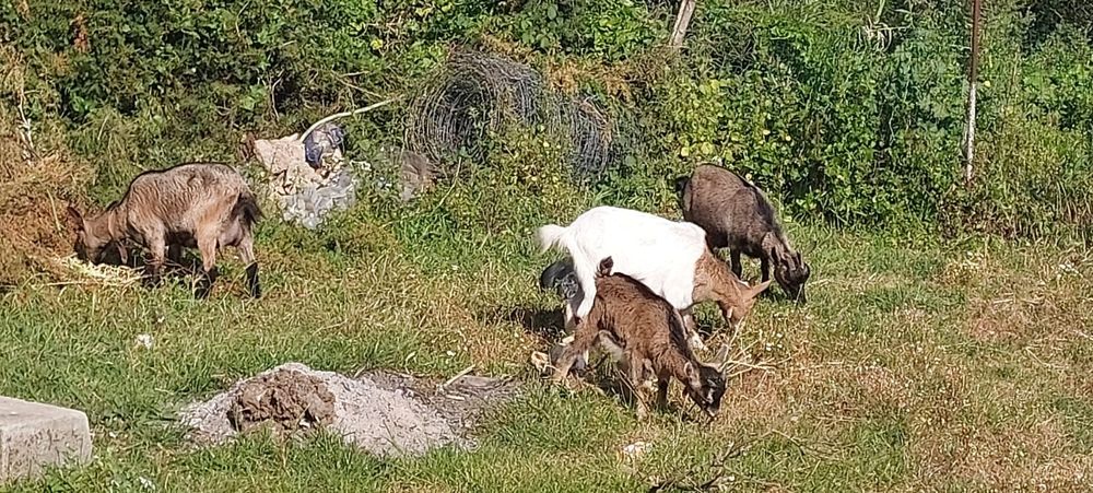 Cabras para venda