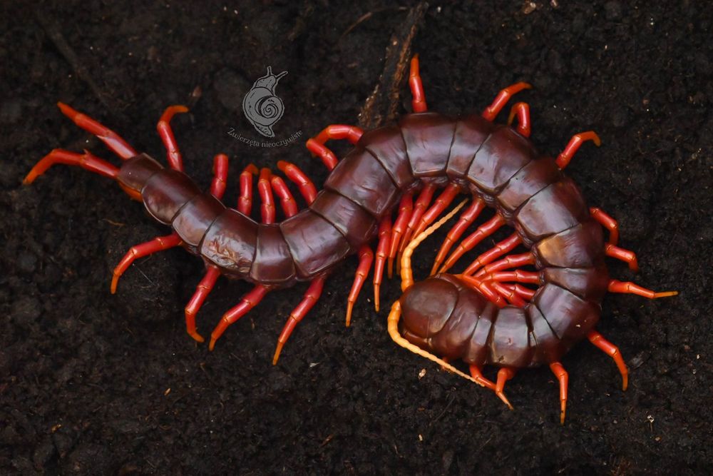 Scolopendra sp. Sumatran purple