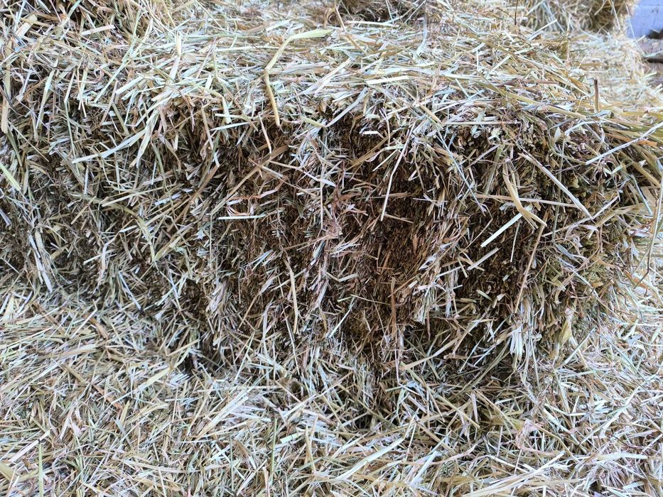 Feno 2025 excelente qualidade!