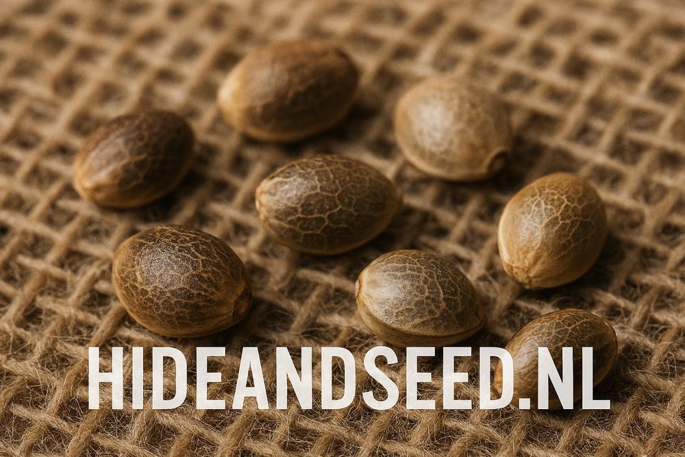 Nasiona konopi holenderskie kolekcjonerskie hideandseed.nl