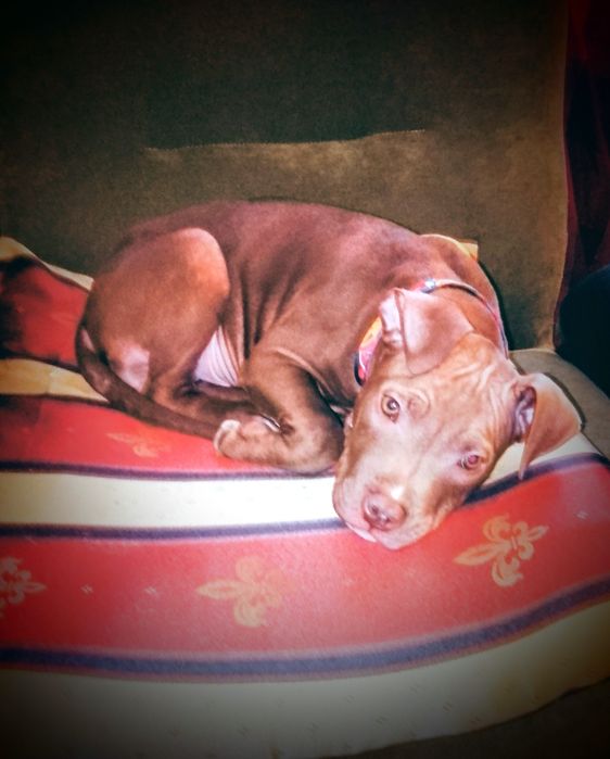 Щенок питбуля, кобель, редноуз, (хорошие гены)