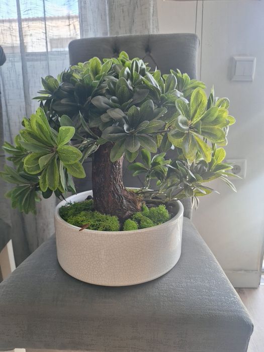 Bonsai ficus com folhagem artificial e tronco verdadeiro