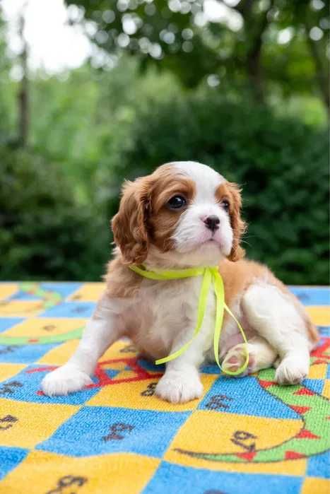 Cavalier King Charles