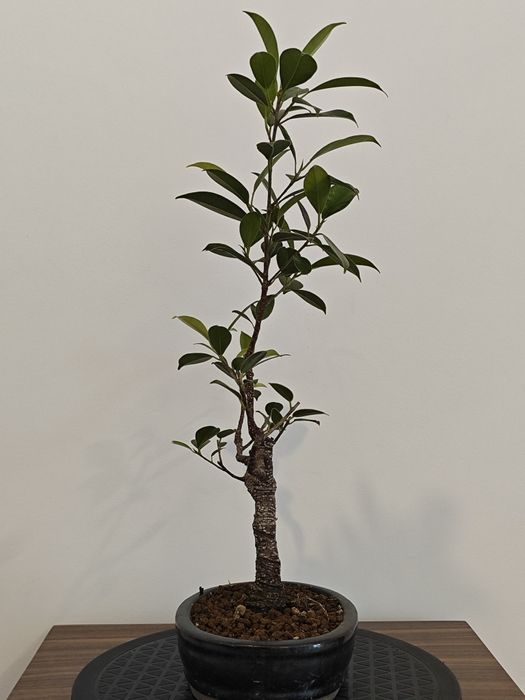Ficus retusa  jovem
