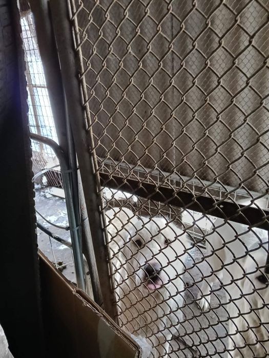 Алабай в хорошие руки.