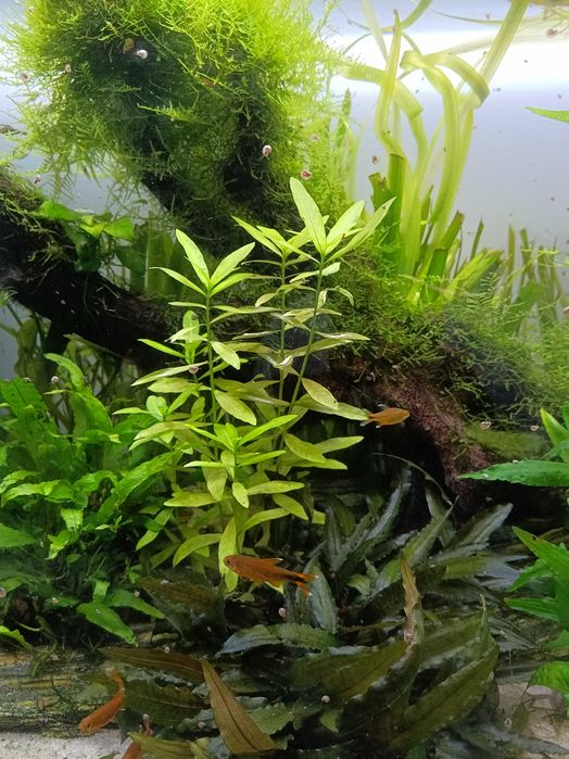 Rośliny Akwariowe i drobne zwierzątka