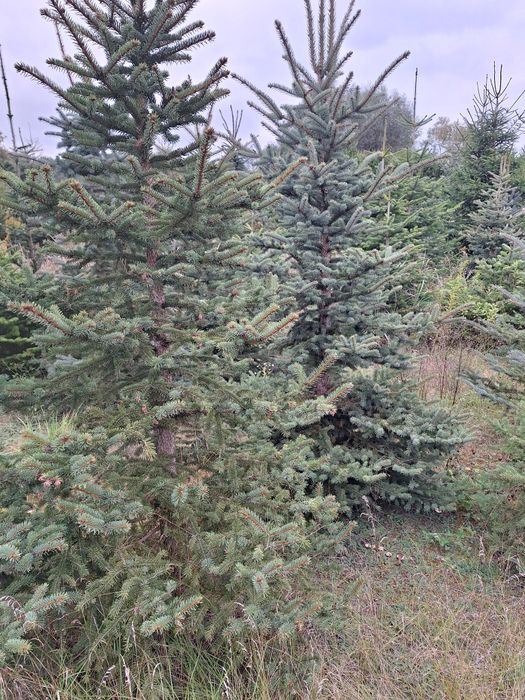 świerk pospolity sadzonki