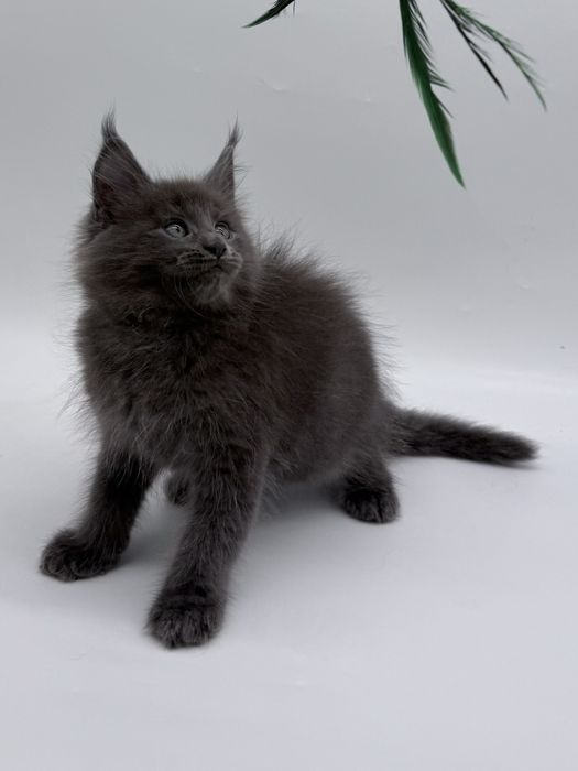 Мейн кун котенок, девочка