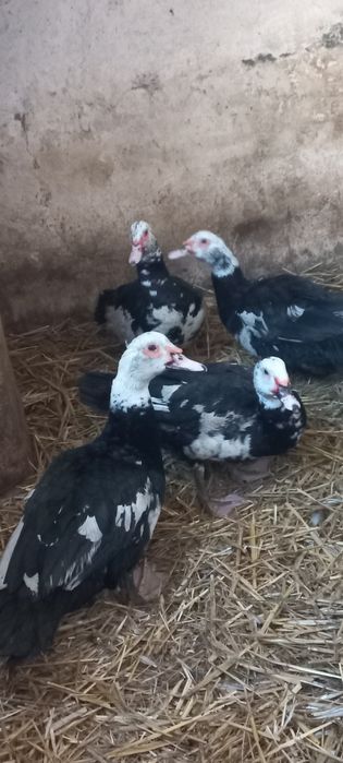 Kaczory i kaczki tegoroczny