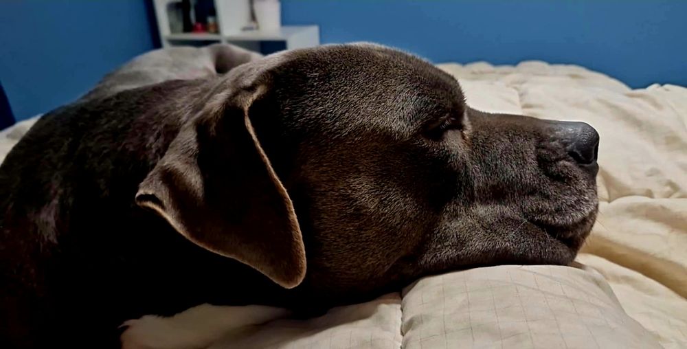 Szczeniaczki do wziecia