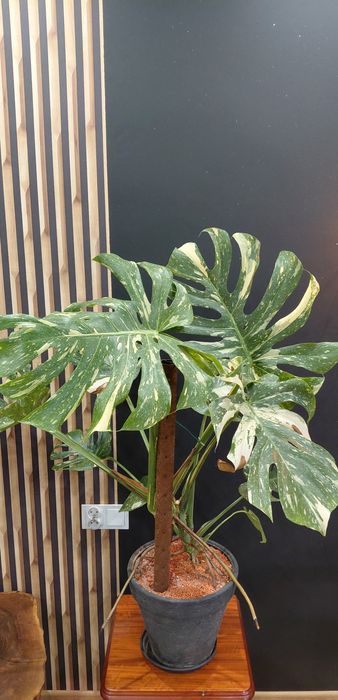 Piękna duża Monstera thai constellation