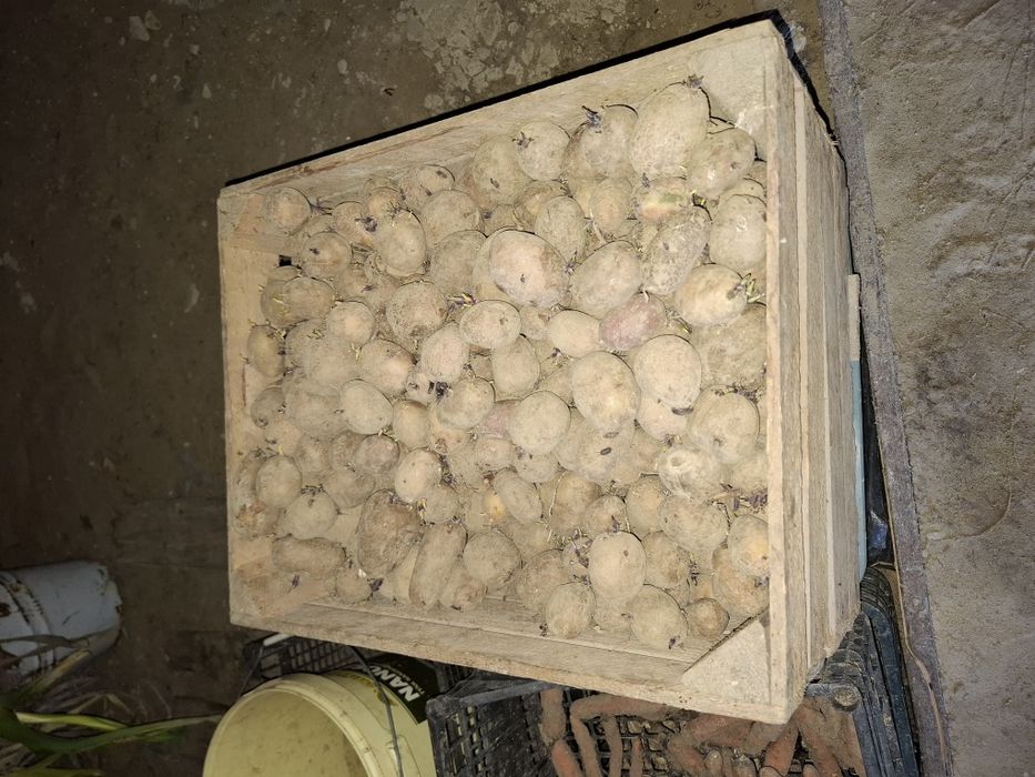 Sprzedam ziemniaki na jedzenie