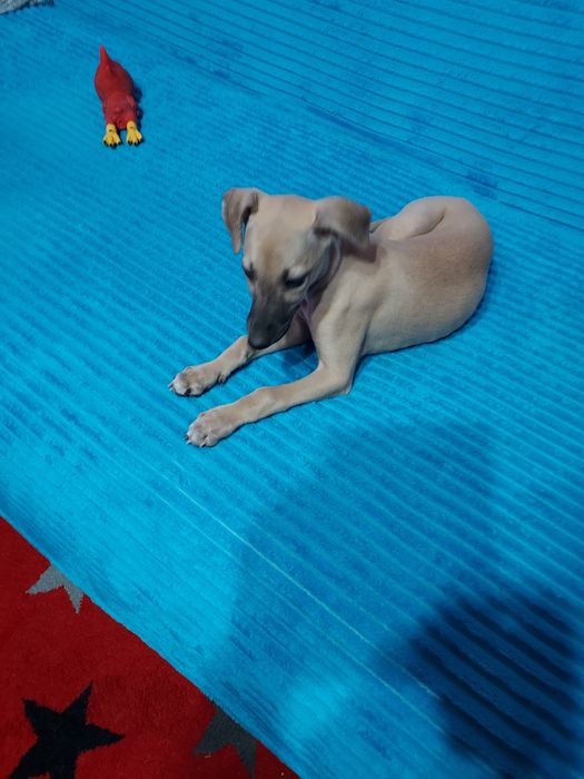 Chart Angielski Whippet suczka