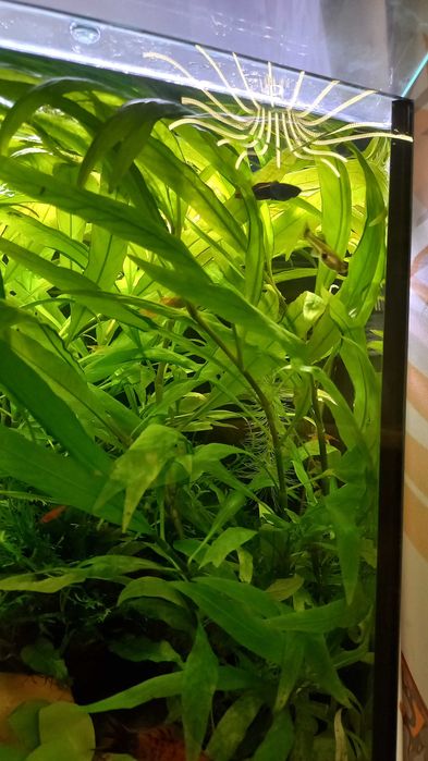 Piękna zielona roślinka do akwarium Hydrophila thailand