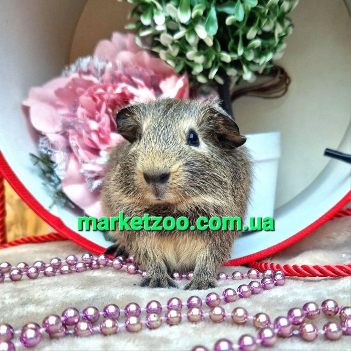 морская морська,морские морськi свинки свинка агути,агутi бафф