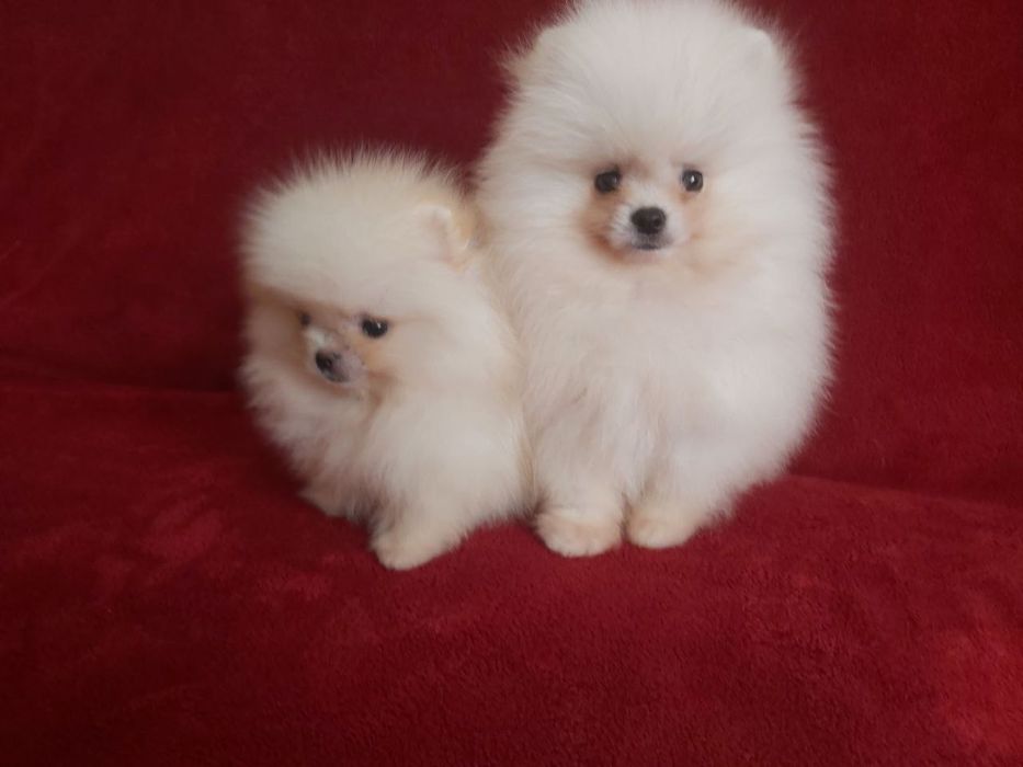 Бомбезні міні шпіцулі