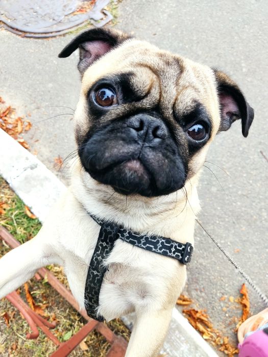 Дорослий хлопчик в розквіті сил шукає гарну дівчину для кохання.