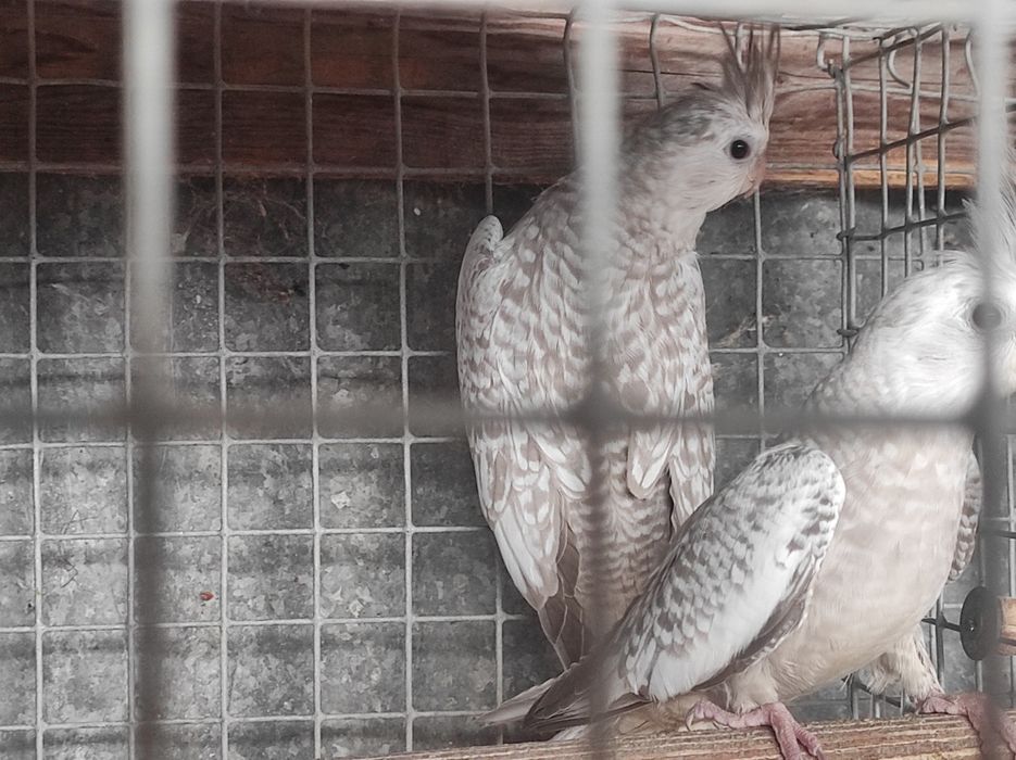 Caturras canela novinhas