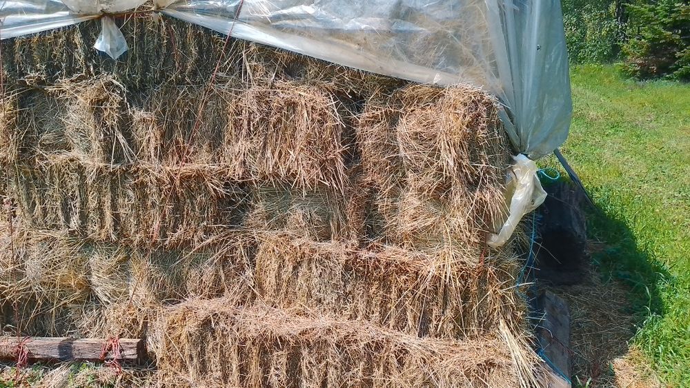 Продам сіно в тюках (різнотрав'я) 2026 року