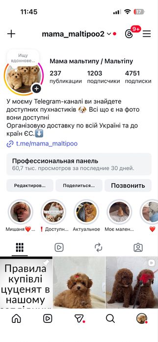 Мальтипу ред браун Кривой рог личный просмотр