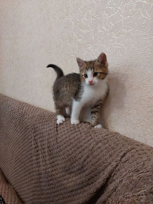 Кошенятко шукає дім