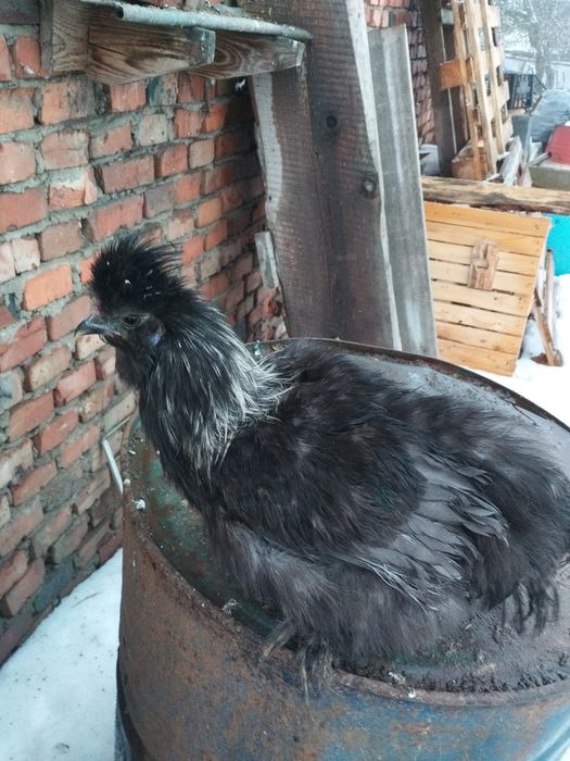 Silka kogut kura para