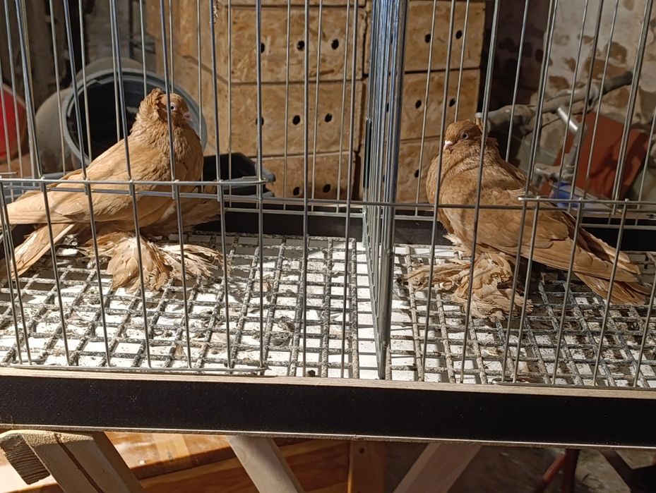 Wywrotki wschodniopruskie  gołębie