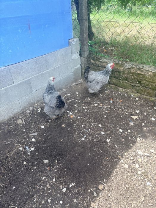 Galinhas brahma Dark