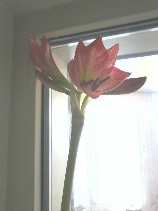 Продам цветок комнатный