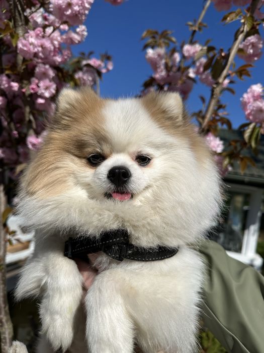Вʼязка шпіц з родоводом
