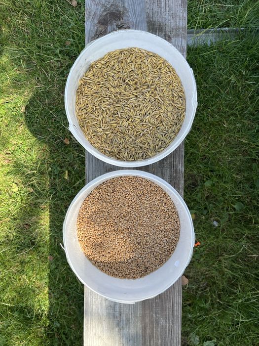 Sprzedam piekna pszenice i mieszanke (owies,jeczmien)