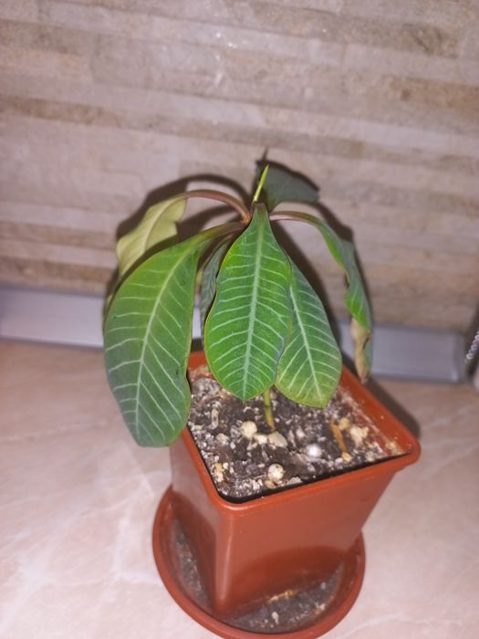 Молочай біложильчастий