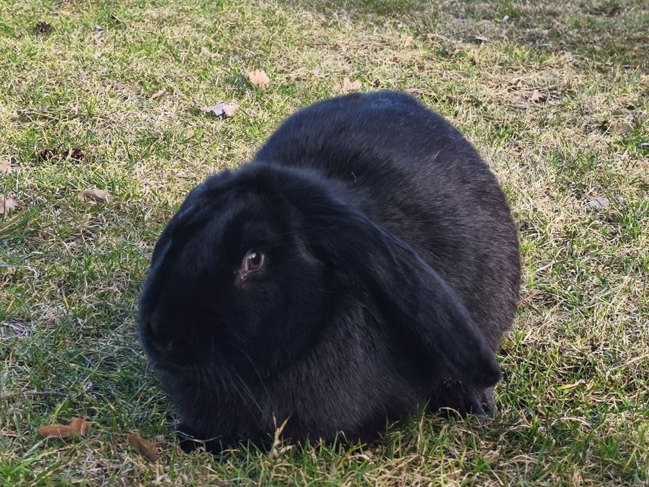 Sprzedam króliki samce , samice