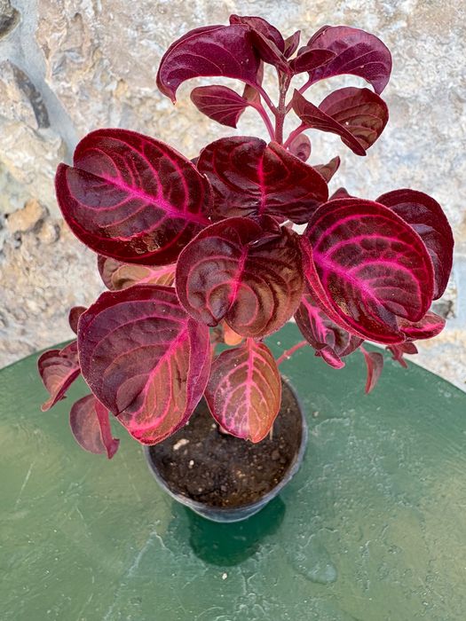 Iresine herbstil 2€