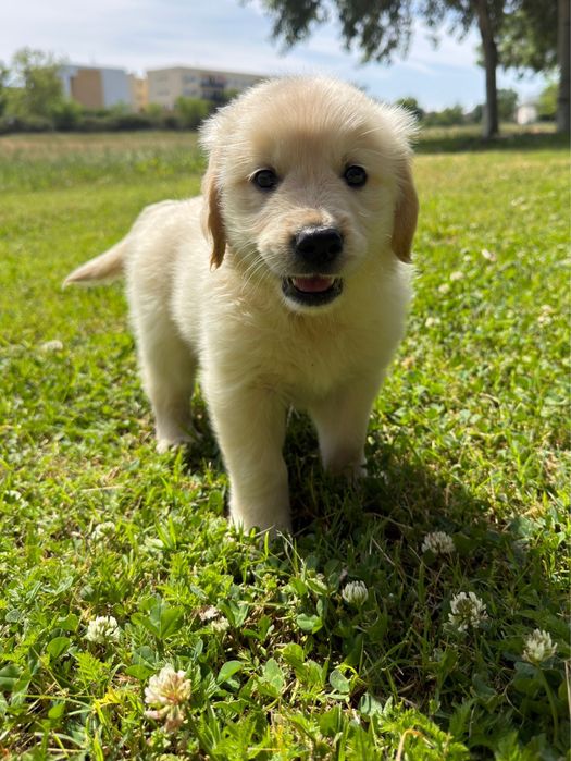 Golden Retriever qualidade!!