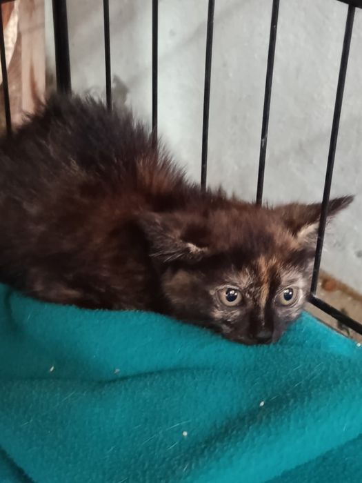 Gatinha bebé tartaruga
