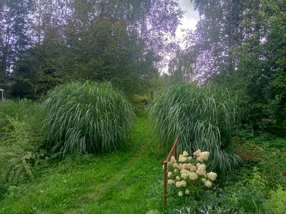 Olbrzymie trawy miskanty sprzedam lub wymienię