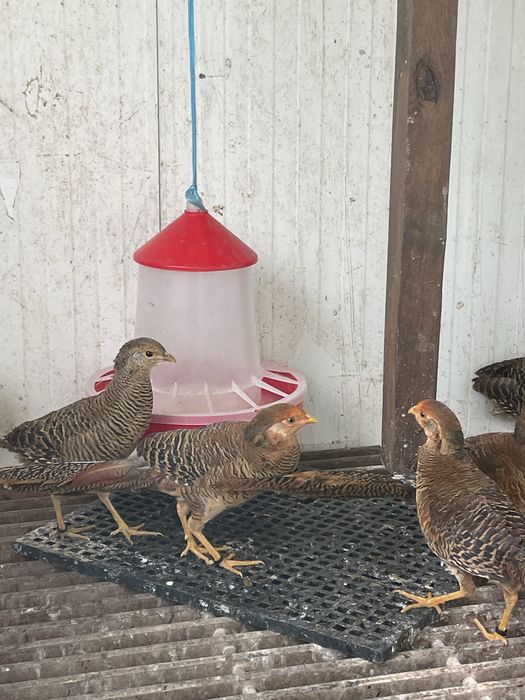 Casal faisao dourado f5000