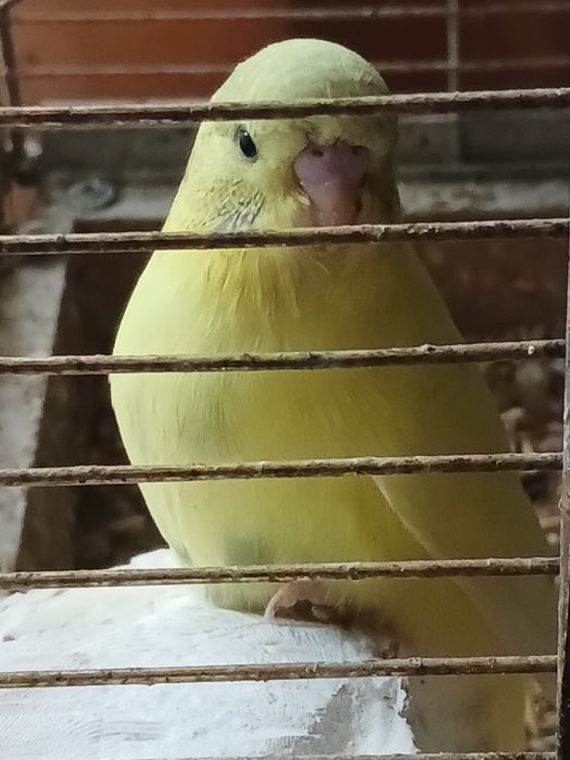 Продам лакомство для птиц.