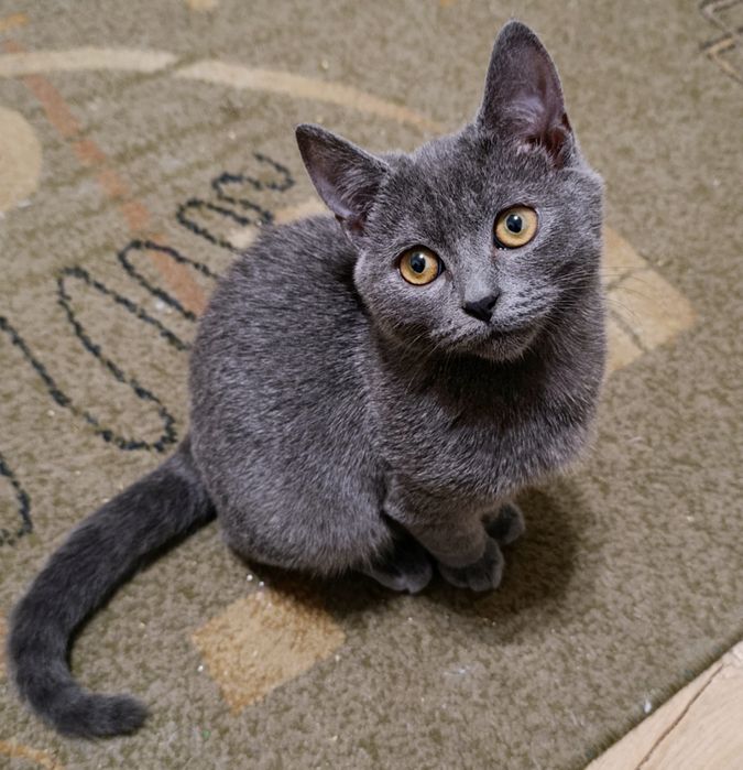 Кошеня. Кіт. Киця.