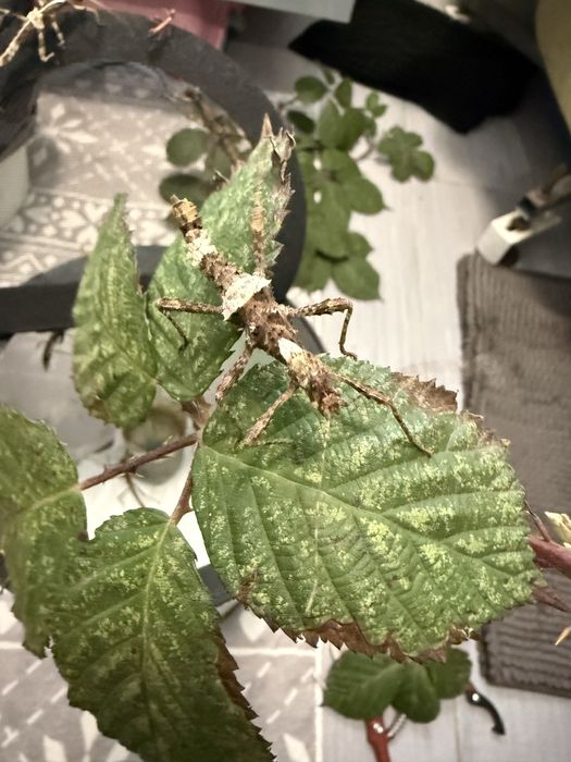 Straszyk Filipiński