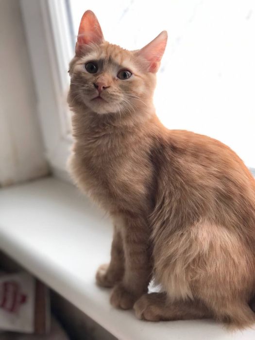 Котенок мальчик 4 месяца бесплатно