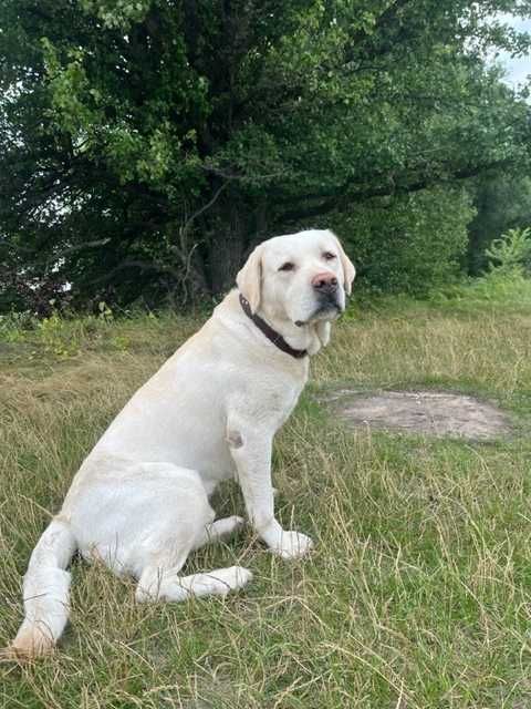 лабрадор ищет девочку, вязка