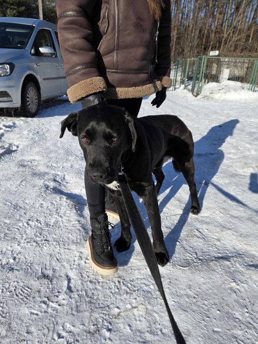 FIGARO - Schronisko dla Zwierząt w Ostródzie