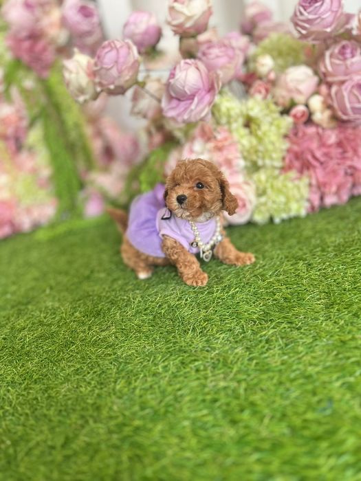 Активні та життєрадісні цуценята мальтипу