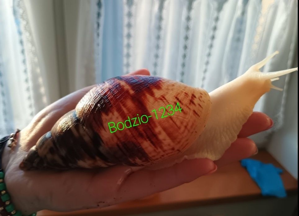 Największe ślimaki afrykańskie Achatina reticulata albino body