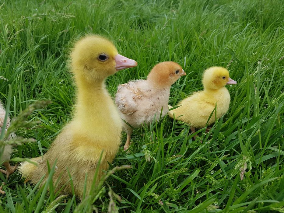 Kurki Rosa młoda na jajko dowóz Gratis