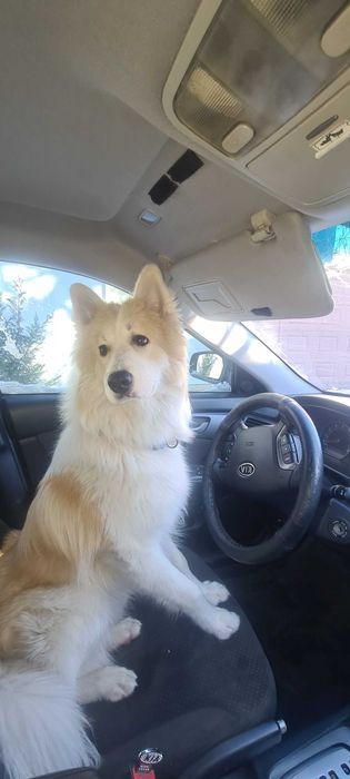 Красень Якутської Лайки